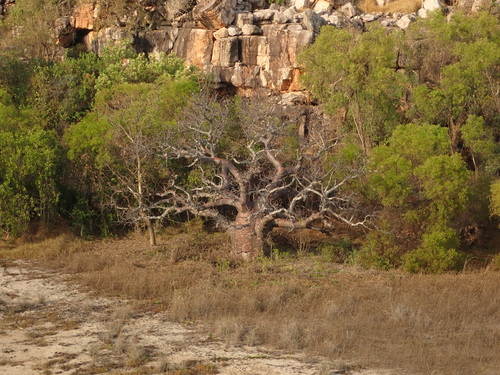 Adansonia gregorii