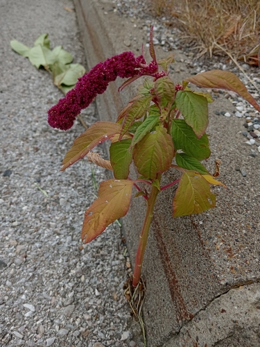 Amaranthus caudatus