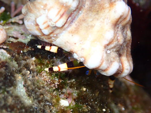 Calcinus imperialis observed 2026-09-14
