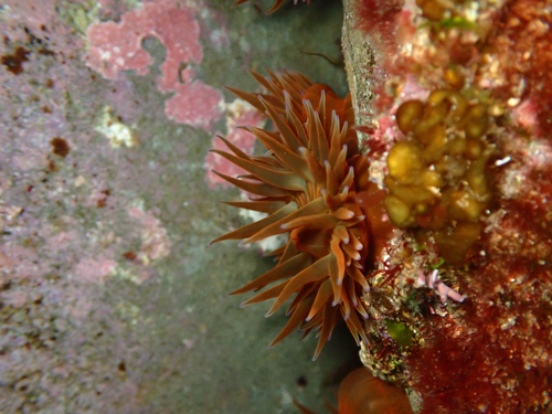 Anemonia mutabilis observed 2026-09-14
