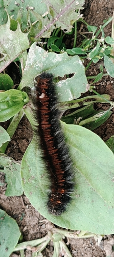Fox Moth