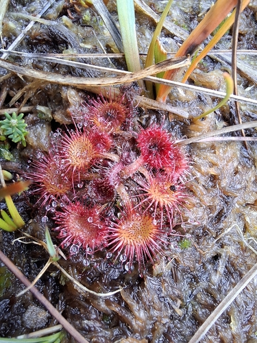 round-leaved sundew