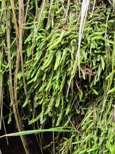 Waved Silk-moss