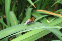 Palpada ruficeps