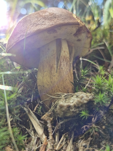 Bay Bolete