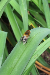 Palpada ruficeps