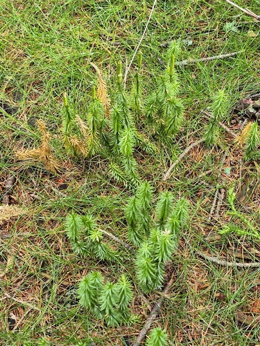 interrupted clubmoss