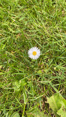 Bellis perennis