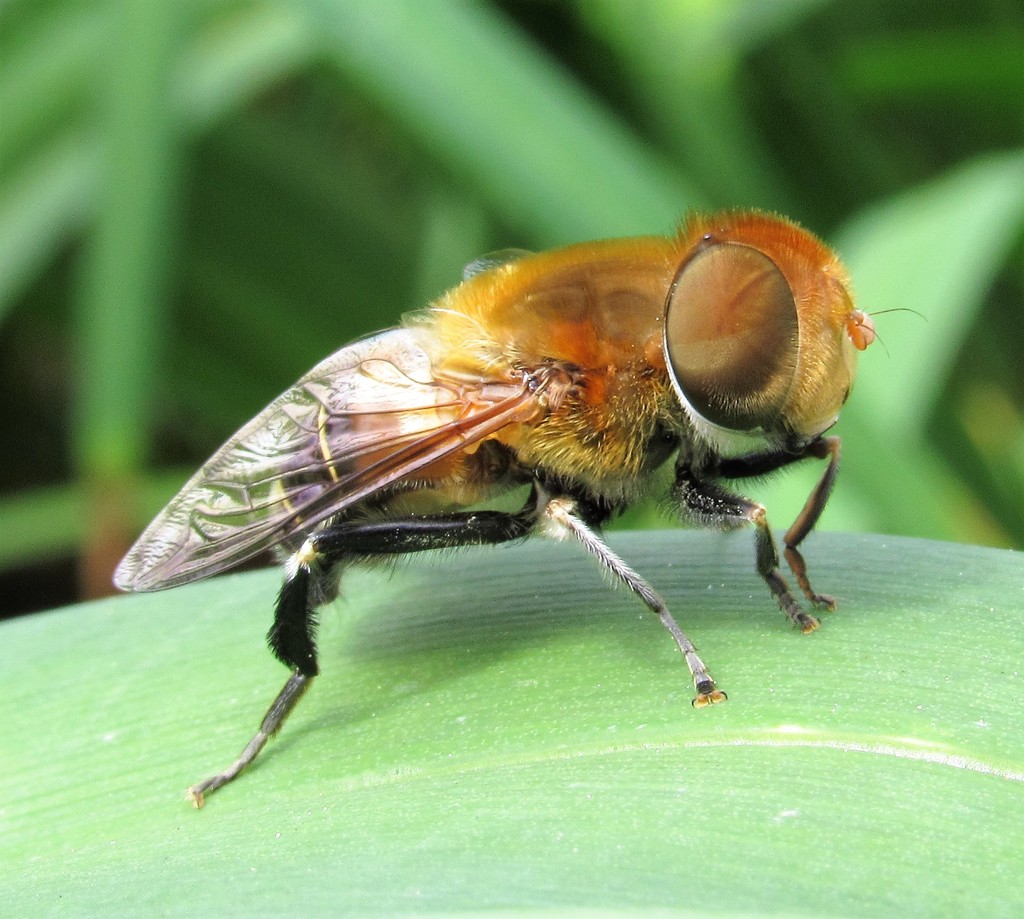 Palpada ruficeps