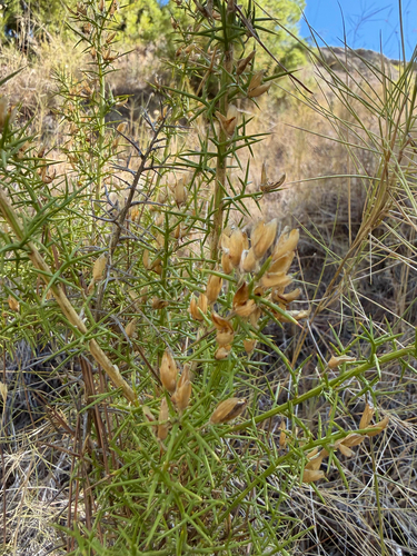 Small-flowered Gorse