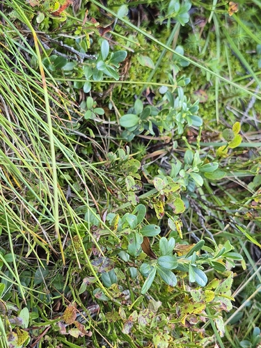 Lingonberry