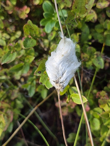 tussock cottongrass