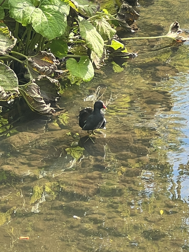 Eurasian Moorhen