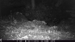 Bassariscus astutus flavus