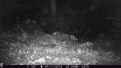 Bassariscus astutus flavus