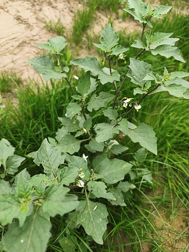 black nightshade