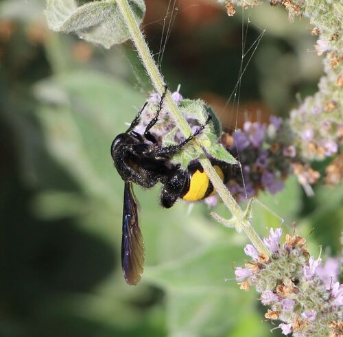 Scolia hirta