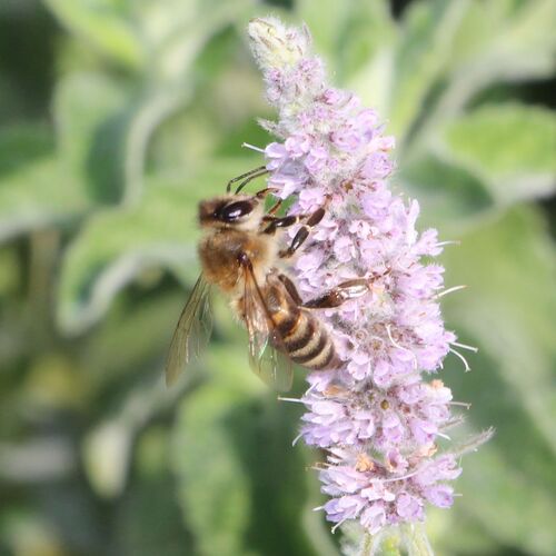 Western Honey Bee
