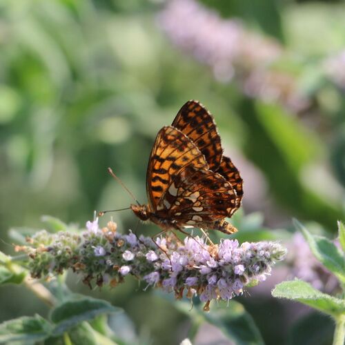 Weaver's Fritillary