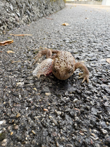 European Toad