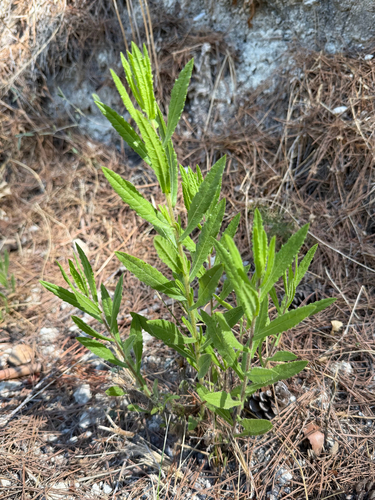 false yellowhead