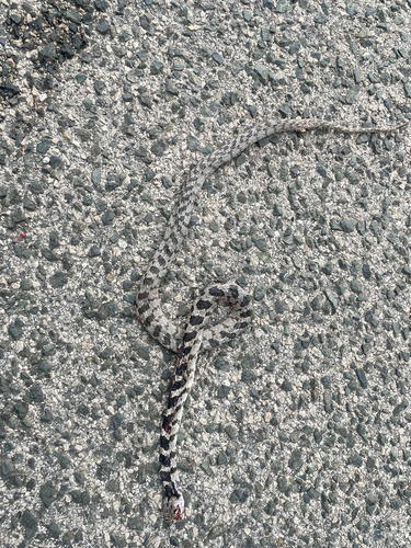 Cat Snake