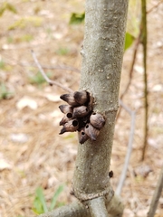 Biorhiza caepuliforme