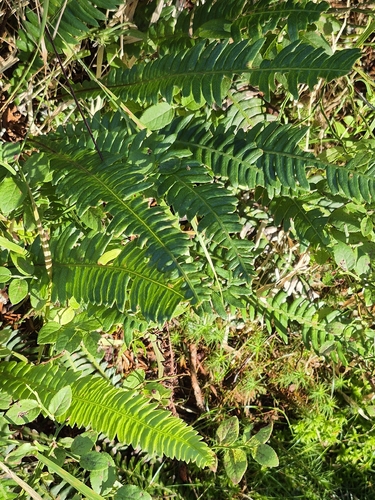 deer fern