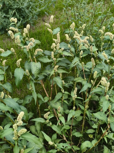 pale smartweed