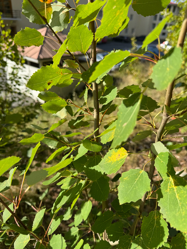 European aspen