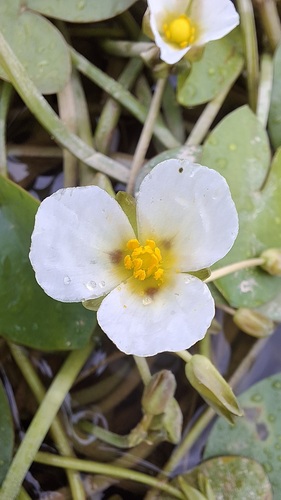 Sagittaria guayanensis observed 2026-09-10
