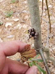 Biorhiza caepuliforme