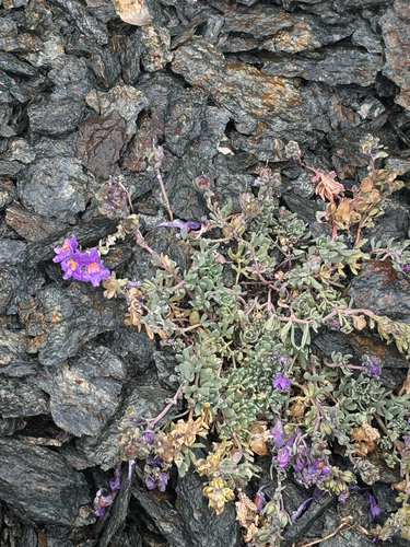 Alpine Toadflax