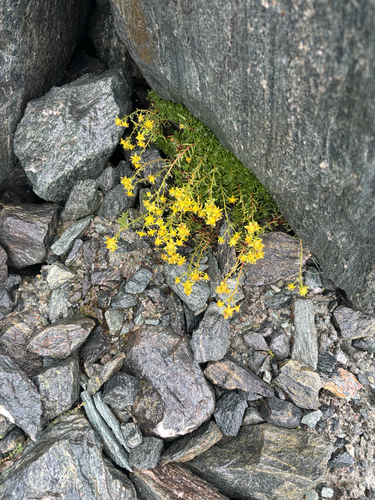 Yellow Saxifrage