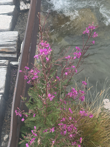 fireweed