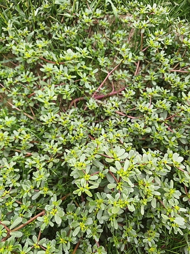 Common Purslane