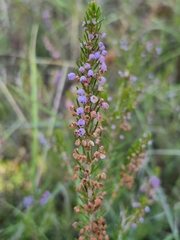 Erica vagans, photograph (c) Héctor Ibáñez Cantero, some rights reserved (CC BY)