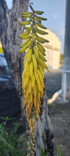 aloe vera