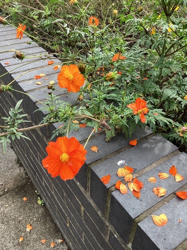 Yellow Cosmos