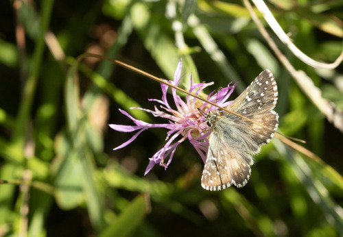 Oberthür's grizzled skipper