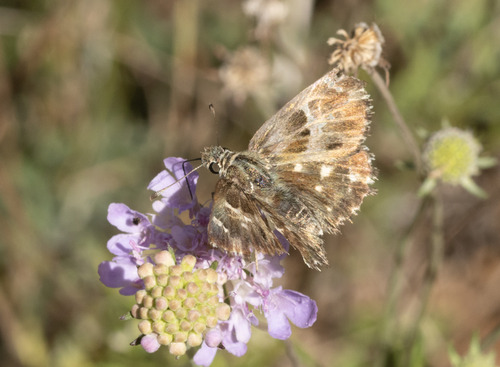 Mallow Skipper