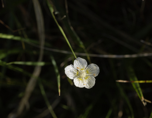 marsh grass-of-Parnassus