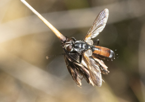 Cylindromyia intermedia