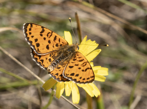 Spotted Fritillary
