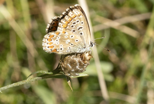 Adonis Blue
