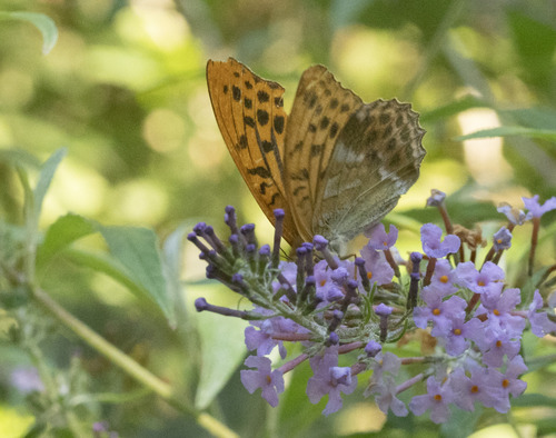 Silver-washed Fritillary