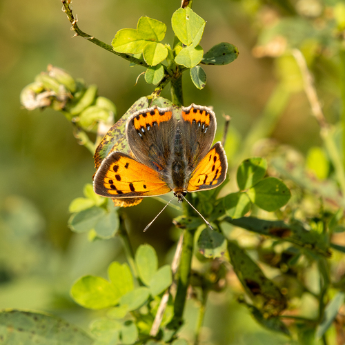 Small Copper