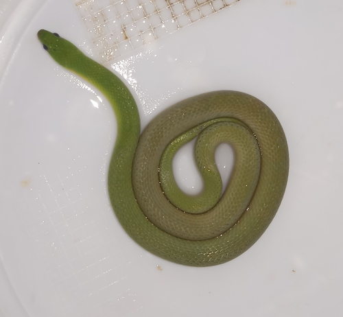 Crown Ground Snake