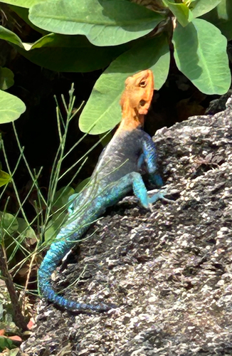 Kenyan Rock Agama