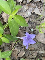 Ruellia pedunculata